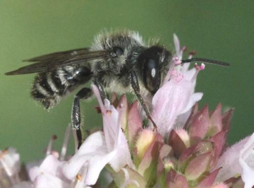 Megachile sp.